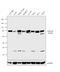 Leucine Rich Repeat Containing 4B antibody, PA5-23529, Invitrogen Antibodies, Western Blot image 