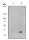 Cyclin Dependent Kinase 2 antibody, ab76146, Abcam, Western Blot image 