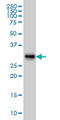 ADP Ribosylation Factor Like GTPase 6 Interacting Protein 4 antibody, LS-C105142, Lifespan Biosciences, Western Blot image 