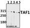 TATA-Box Binding Protein Associated Factor 1 antibody, A02151-2, Boster Biological Technology, Western Blot image 