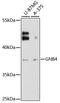 G Protein Subunit Beta 4 antibody, LS-C747814, Lifespan Biosciences, Western Blot image 