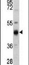 Keratin 13 antibody, PA5-13666, Invitrogen Antibodies, Western Blot image 