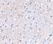 Nipsnap Homolog 1 antibody, NBP1-76887, Novus Biologicals, Immunohistochemistry paraffin image 