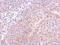 Tubulin beta-1 chain antibody, NBP2-15584, Novus Biologicals, Immunohistochemistry frozen image 