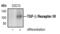 Transforming Growth Factor Beta Receptor 3 antibody, PA5-17529, Invitrogen Antibodies, Western Blot image 