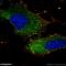 Peroxisomal Biogenesis Factor 1 antibody, 13669-1-AP, Proteintech Group, Immunofluorescence image 