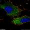 Peroxisome biogenesis factor 1 antibody, 13669-1-AP, Proteintech Group, Immunofluorescence image 