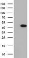 Isovaleryl-CoA dehydrogenase, mitochondrial antibody, TA501544S, Origene, Western Blot image 