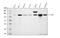 Cbl Proto-Oncogene antibody, PB9077, Boster Biological Technology, Western Blot image 