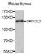 Mtr4 Exosome RNA Helicase antibody, MBS129413, MyBioSource, Western Blot image 