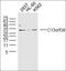 Leucine Rich Repeats And Calponin Homology Domain Containing 2 antibody, orb1463, Biorbyt, Western Blot image 