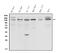 Cadherin 2 antibody, PA1328, Boster Biological Technology, Western Blot image 