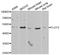 Flotillin 2 antibody, MBS9125005, MyBioSource, Western Blot image 