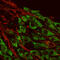 Glutamate Metabotropic Receptor 1 antibody, A03049, Boster Biological Technology, Immunofluorescence image 