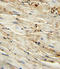 Endoglin antibody, LS-C97384, Lifespan Biosciences, Immunohistochemistry frozen image 