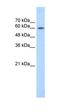 EBF Transcription Factor 2 antibody, orb329857, Biorbyt, Western Blot image 