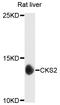 CDC28 Protein Kinase Regulatory Subunit 2 antibody, abx002742, Abbexa, Western Blot image 