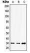 Homeobox D12 antibody, orb214055, Biorbyt, Western Blot image 