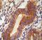 Tubulin Polyglutamylase Complex Subunit 2 antibody, LS-C160135, Lifespan Biosciences, Immunohistochemistry paraffin image 