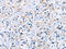 CD33 Molecule antibody, CSB-PA070366, Cusabio, Immunohistochemistry paraffin image 