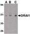 ORAI Calcium Release-Activated Calcium Modulator 1 antibody, PA5-20402, Invitrogen Antibodies, Western Blot image 