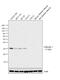 Calponin 1 antibody, MA5-11620, Invitrogen Antibodies, Western Blot image 