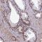 RNA Binding Motif Protein 12 antibody, NBP2-13208, Novus Biologicals, Immunohistochemistry frozen image 