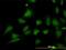 Stromal Interaction Molecule 1 antibody, orb89690, Biorbyt, Immunofluorescence image 