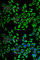 Heat Shock Protein Family D (Hsp60) Member 1 antibody, A0969, ABclonal Technology, Immunofluorescence image 