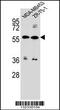 ATP Binding Cassette Subfamily G Member 4 antibody, 56-604, ProSci, Western Blot image 