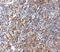 G Protein-Coupled Receptor 3 antibody, 5175, ProSci Inc, Immunohistochemistry frozen image 