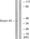 Serpin Family A Member 5 antibody, LS-C120223, Lifespan Biosciences, Western Blot image 
