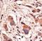 MAGE Family Member D1 antibody, LS-C100414, Lifespan Biosciences, Immunohistochemistry frozen image 