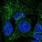 Sprouty RTK Signaling Antagonist 2 antibody, PA5-65325, Invitrogen Antibodies, Immunofluorescence image 