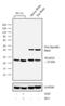 Synaptosome Associated Protein 25 antibody, 701991, Invitrogen Antibodies, Western Blot image 