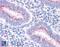 Golgi Membrane Protein 1 antibody, 45-688, ProSci, Immunohistochemistry frozen image 
