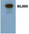 Secretogranin II antibody, 26107, QED Bioscience, Western Blot image 