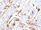 Beta-2-Microglobulin antibody, V2800IHC-7ML, NSJ Bioreagents, Immunohistochemistry frozen image 