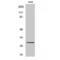 Regulating Synaptic Membrane Exocytosis 4 antibody, LS-C385904, Lifespan Biosciences, Western Blot image 