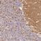 Synaptogyrin 1 antibody, PA5-56226, Invitrogen Antibodies, Immunohistochemistry frozen image 