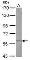 Unc-5 Family C-Terminal Like antibody, GTX117321, GeneTex, Western Blot image 