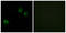 Claudin 6 antibody, LS-C119859, Lifespan Biosciences, Immunofluorescence image 