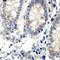 Endoplasmic Reticulum To Nucleus Signaling 1 antibody, GTX30005, GeneTex, Immunohistochemistry paraffin image 