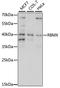 RNA Binding Motif Protein X-Linked antibody, LS-C750406, Lifespan Biosciences, Western Blot image 