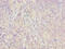 Iron-Sulfur Cluster Assembly 2 antibody, CSB-PA769773LA01HU, Cusabio, Immunohistochemistry frozen image 