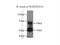 Serpin Family A Member 10 antibody, 11851-1-AP, Proteintech Group, Immunoprecipitation image 