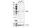 Peroxisome Proliferator Activated Receptor Gamma antibody, 95128S, Cell Signaling Technology, Western Blot image 