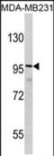 DLG Associated Protein 1 antibody, PA5-72479, Invitrogen Antibodies, Western Blot image 