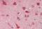 Ninjurin 1 antibody, orb243956, Biorbyt, Immunohistochemistry paraffin image 