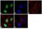 Tripartite Motif Containing 28 antibody, MA1-2023, Invitrogen Antibodies, Immunofluorescence image 